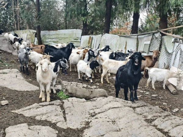 微信图片_2026-01-31_155352_393