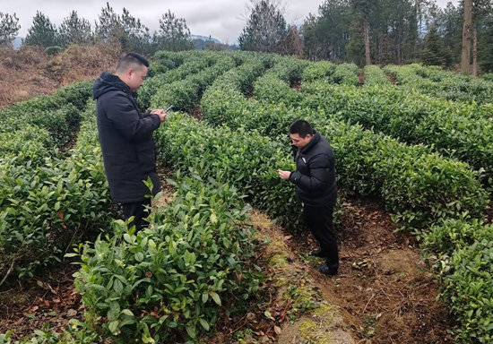 人保财险铜仁印江支公司：提前行动部署 护好一抹绿叶
