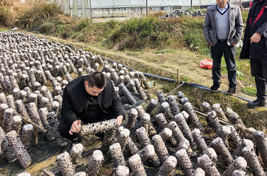 人保财险铜仁印江支公司：农险查勘  护航特色木耳产业