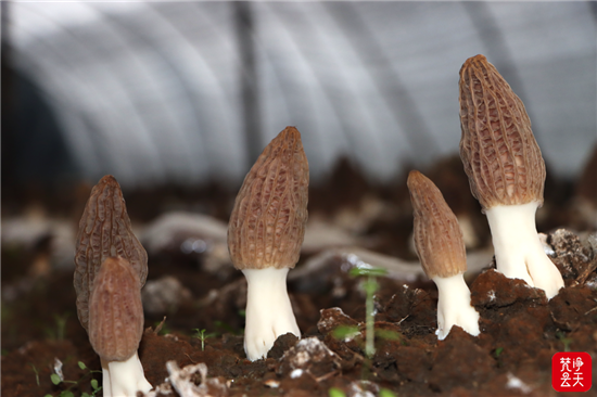 思南：羊肚菌抢“鲜”上市