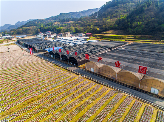 增速全省第一！铜仁市以多元举措铺就农民增收致富路