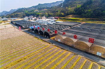 增速全省第一！铜仁市以多元举措铺就农民增收致富路