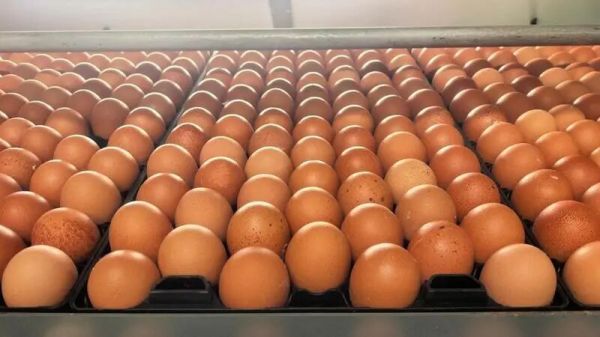 微信图片_2026-02-06_215715_145