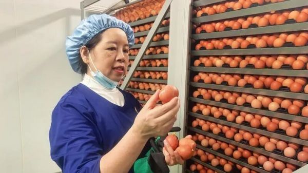 铜仁：一枚小鸡蛋孵出乡村振兴大产业