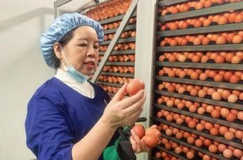 铜仁：一枚小鸡蛋孵出乡村振兴大产业