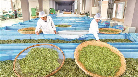 印江：三翼齐振 绿脉澎湃