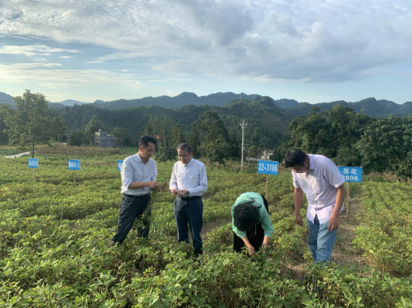 【“组团式”帮扶人才】王军：扎根沿河沃土 赋能珍珠花生产业振兴