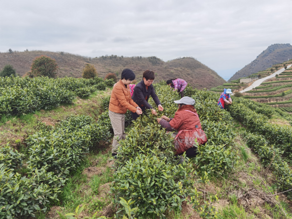 【“组团式”帮扶人才】田景涛：深耕茶山一线，匠心助推沿河茶业振兴