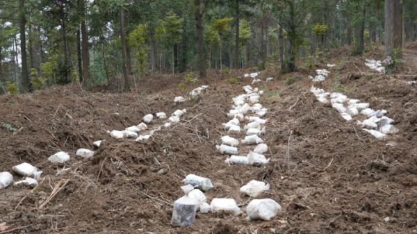 【新春走基层】思南孙家坝镇：林下种灵芝  荒地变“宝地”