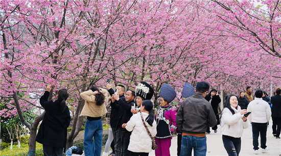 组图 | 碧江桃树湾・“樱”你而来