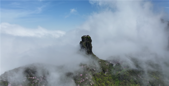 【深度】拥趸梵净本草