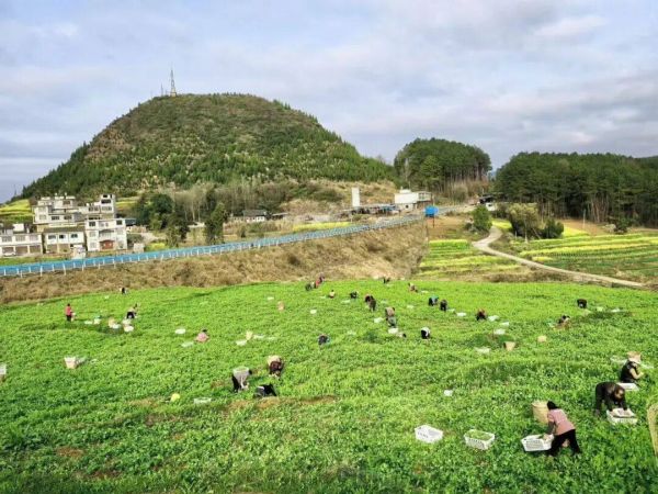 复兴镇：春来坝区绿意浓 豌豆尖上富农家