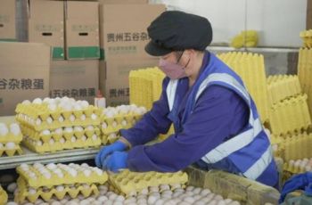 【粤黔协作·莞爱铜行】“订单+直供” 万山农产品香飘大湾区