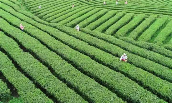 铜仁:山地特色农业阔步前行