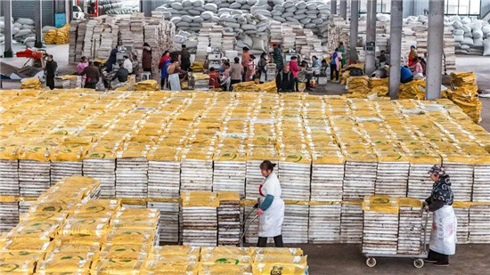 每天育苗2万盘！印江机械化育苗助力辣椒早上市  