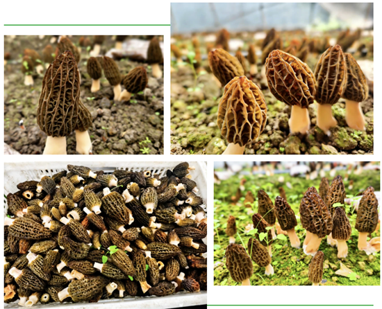 微信图片_20260310160946_2433_2