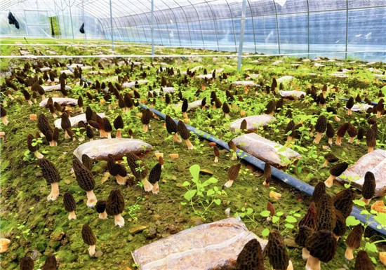 碧江：羊肚菌上市，绘就春日好“丰”景