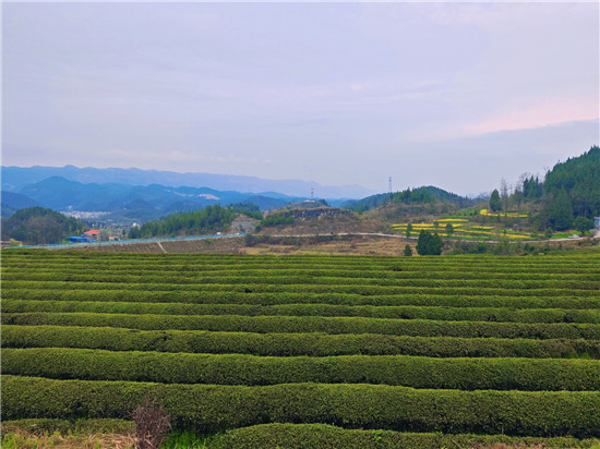 微信图片_2026-03-10_161334_504