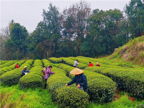 暖冬催新芽 石阡春茶抢“鲜”开采 
