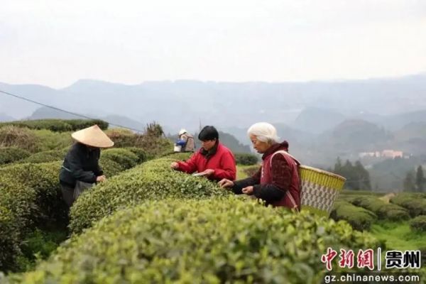 媒体看铜仁 | 中新网关注石阡43.6万亩茶园开采上市