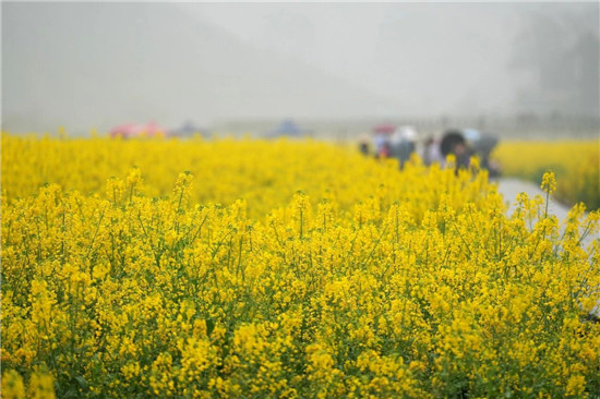 铜仁：“花开经济”绘就乡村振兴新图景