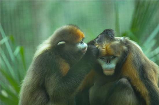梵净山黔金丝猴炫富：“我家有600套电子保安”