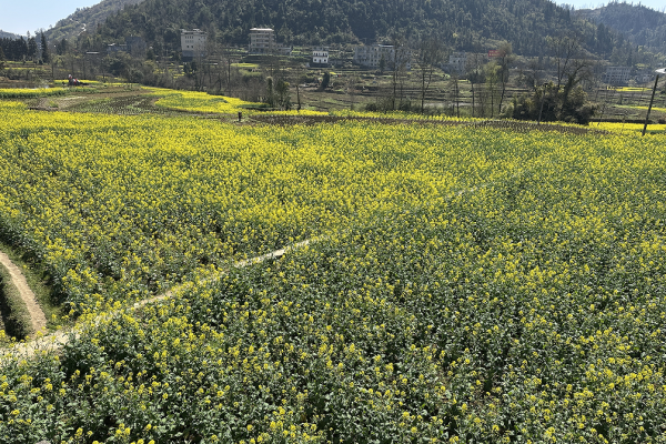 沿河枣树村：金色花海有“钱”景