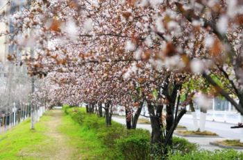 万山春色，半城花香，邀您共赏~