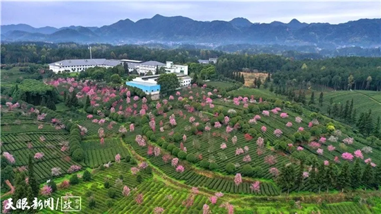 铜仁抹茶，何以“香”飘全球？
