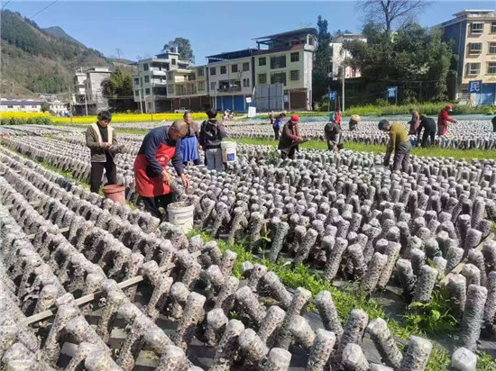 印江：春收春种忙 田间绘新景