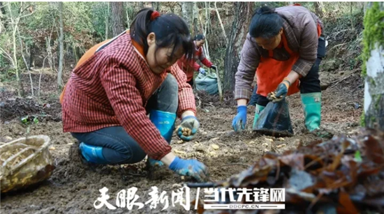 德江天麻春耕生产忙