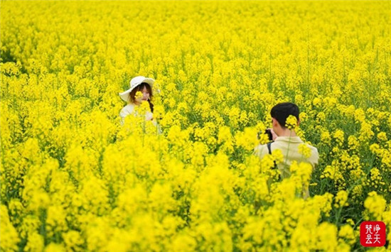 碧江：瓦屋万亩油菜花竞相绽放