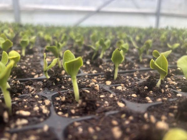 思南亭子坝镇：春耕育苗正当时