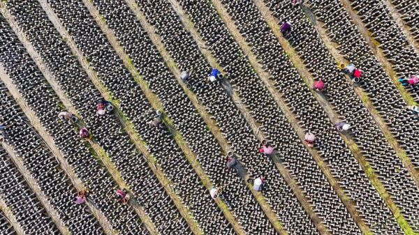 印江：“稻耳轮作”护航春收增产