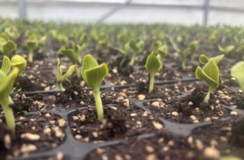 思南亭子坝镇：春耕育苗正当时