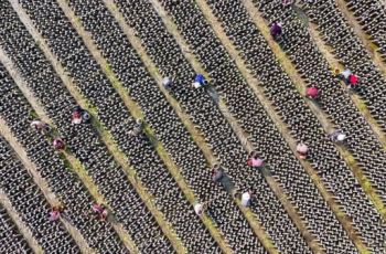 印江：“稻耳轮作”护航春收增产