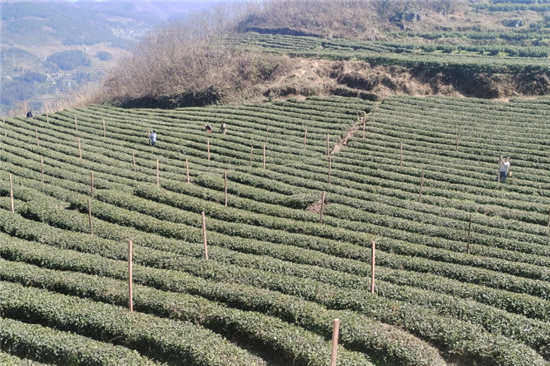 沿河：抹茶基地罩“新衣”