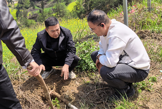 人保财险铜仁分公司：保险护航印江  山桐子产业发展