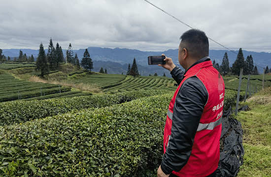人保财险铜仁印江支公司：春山叠翠茶香浓 保险护航助茶农
