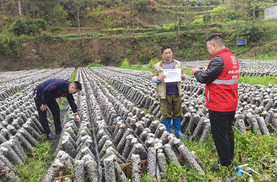 人保财险铜仁印江支公司:实地验标 护航木耳产业稳产增收