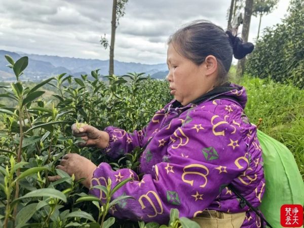 清明采茶正当时 江口400余名群众家门口增收