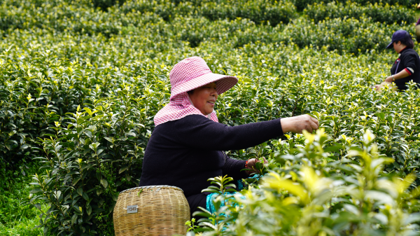 思南:茶山采新绿 茶香助增收