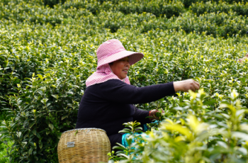 思南：茶山采新绿 茶香助增收