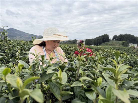 德江4500亩白茶开采!