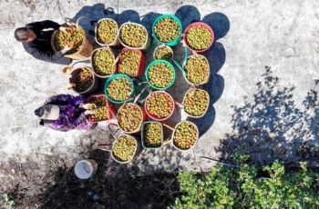 一株油茶苗托起侗乡致富梦