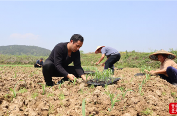碧江抢抓农时推进鲜食玉米移栽与玉米套大豆播种