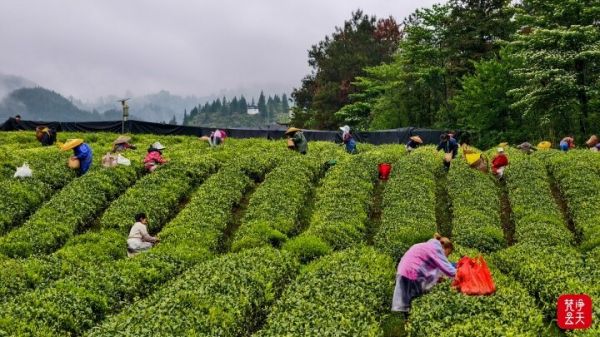 微信图片_2026-04-13_193346_791