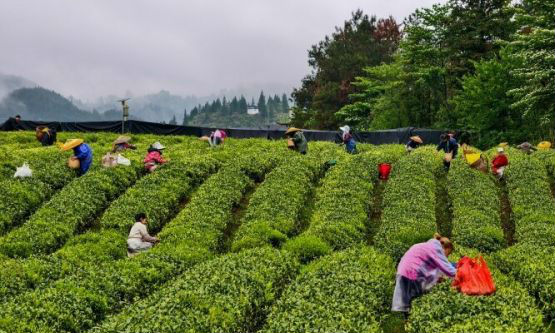 松桃：春茶采摘忙