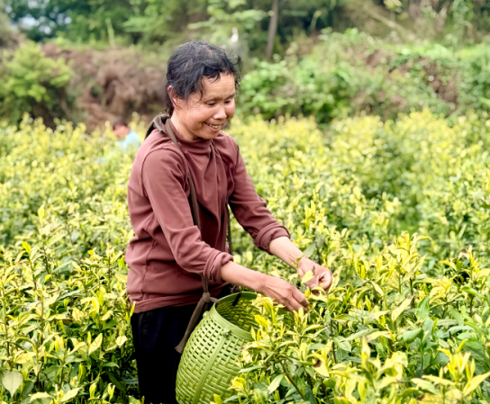 江口德旺：白茶采摘上市