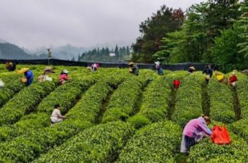 松桃：春茶采摘忙